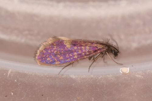 Eriocrania semipurpurella